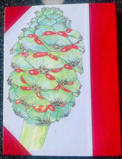 `CYCADS OF AFRICA` BY DOUGLAS GOODE, LEATHER BOUND