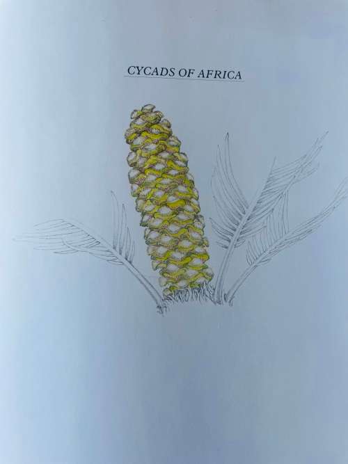 `CYCADS OF AFRICA` BY DOUGLAS GOODE, LEATHER BOUND