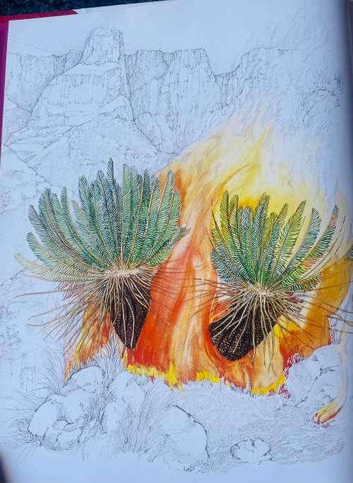 `CYCADS OF AFRICA` BY DOUGLAS GOODE, LEATHER BOUND