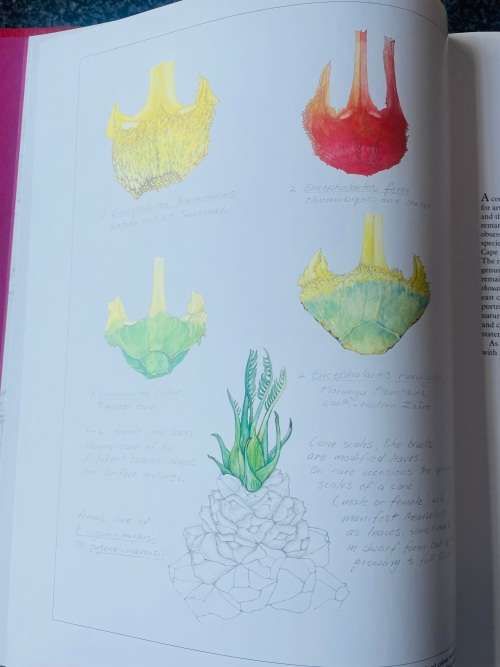 `CYCADS OF AFRICA` BY DOUGLAS GOODE, LEATHER BOUND