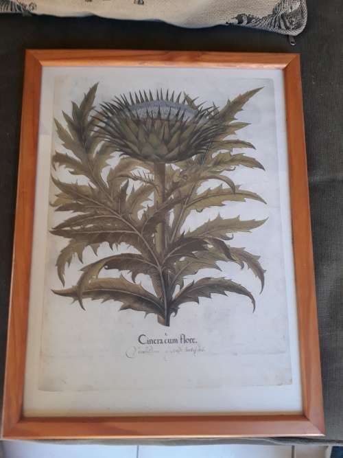 FRAMED ARTICHOKE PRINT