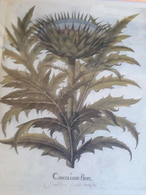 FRAMED ARTICHOKE PRINT