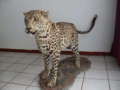 !!RARE!! FULL MOUNT LEOPARD, See Pictures
