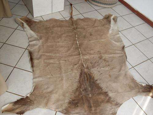 FULL KUDU SKIN