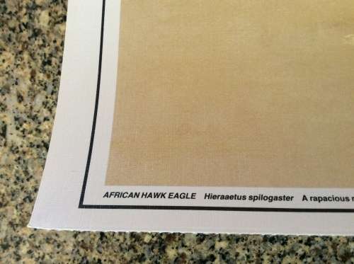 Lisinka Posemann ¿Eagles¿ set of 6 prints