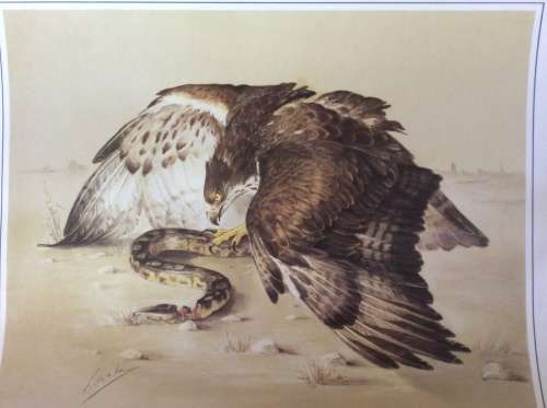 Lisinka Posemann ¿Eagles¿ set of 6 prints