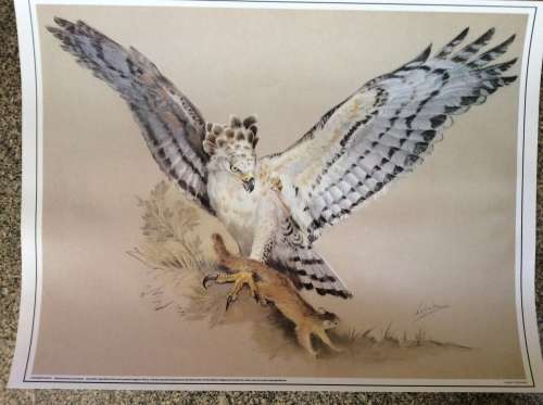 Lisinka Posemann ¿Eagles¿ set of 6 prints