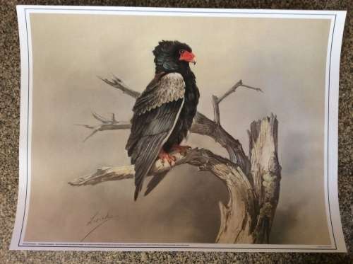 Lisinka Posemann ¿Eagles¿ set of 6 prints