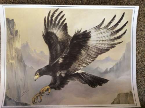Lisinka Posemann ¿Eagles¿ set of 6 prints