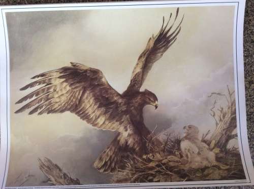 Lisinka Posemann ¿Eagles¿ set of 6 prints