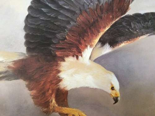 Lisinka Posemann ¿Eagles¿ set of 6 prints