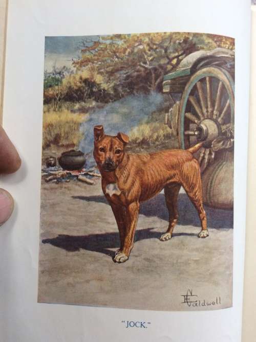 Jock of the Bushveld. Sir Percy Fitzpatrick. Seventh Impression 1913.