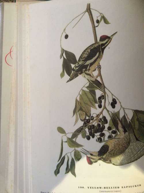 Birds of America. John James Audubon. 1965