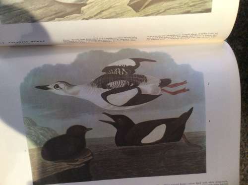 Birds of America. John James Audubon. 1965