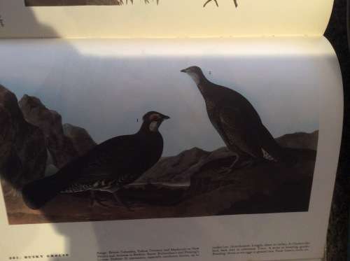 Birds of America. John James Audubon. 1965