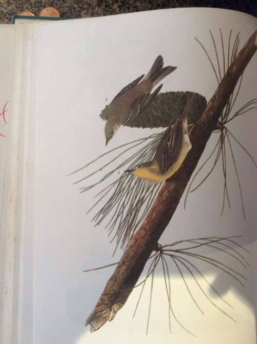 Birds of America. John James Audubon. 1965