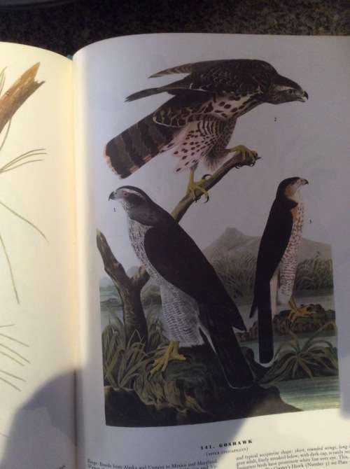 Birds of America. John James Audubon. 1965