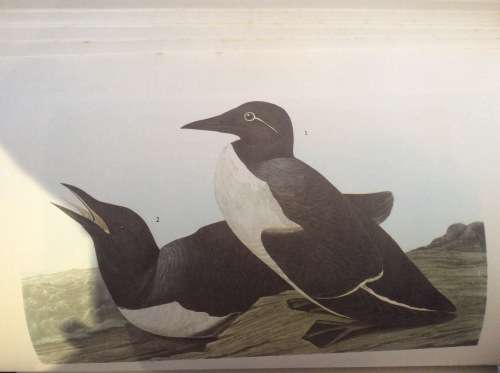 Birds of America. John James Audubon. 1965