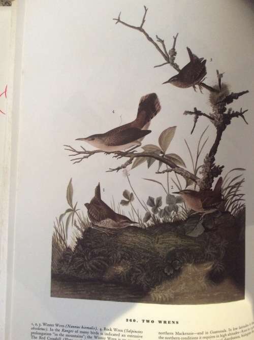 Birds of America. John James Audubon. 1965