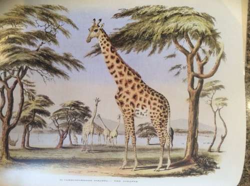 Portraits of the Game and Wild Animals of Southern Africa By: Capt. Cornwallis Harris