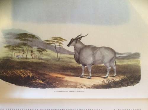 Portraits of the Game and Wild Animals of Southern Africa By: Capt. Cornwallis Harris