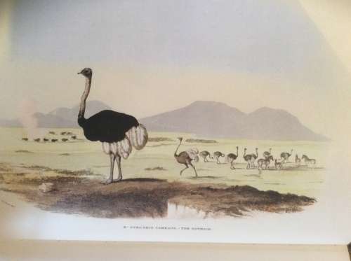 Portraits of the Game and Wild Animals of Southern Africa By: Capt. Cornwallis Harris