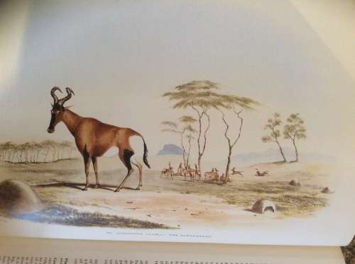 Portraits of the Game and Wild Animals of Southern Africa By: Capt. Cornwallis Harris