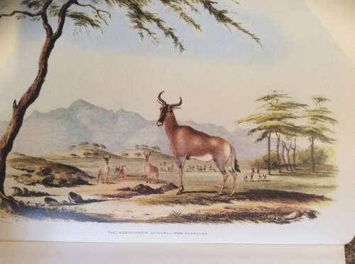 Portraits of the Game and Wild Animals of Southern Africa By: Capt. Cornwallis Harris