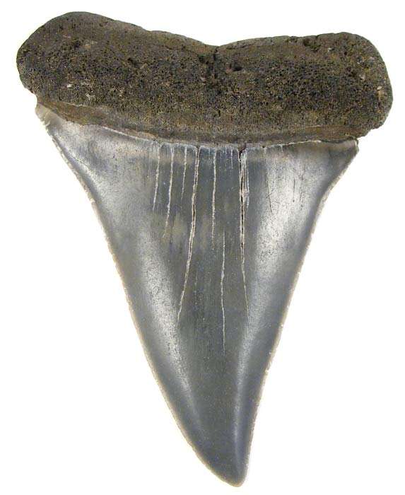 5.8cm Mako Shark Tooth Fossil! - Genuine Ancient Fossil