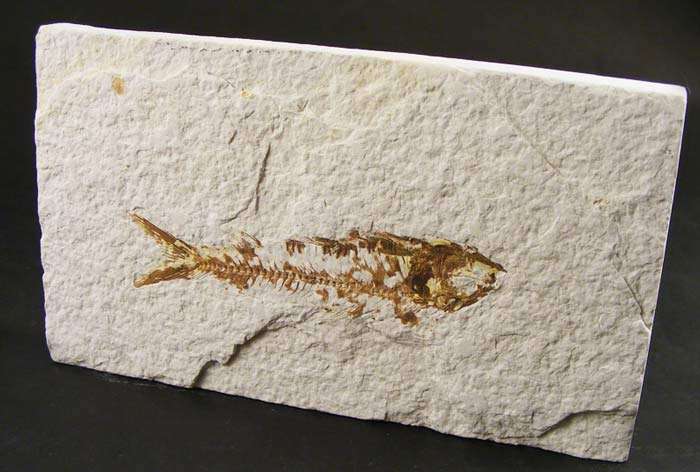 Authentic Eocene Epoch Knightia Eocaena Fish Fossil - Authentic 50 Million year old Ancient Fish