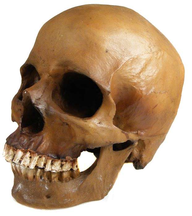 Awesome Ancient Human Skull Replica - Very Realistic - Actual size - Handpainted Resin