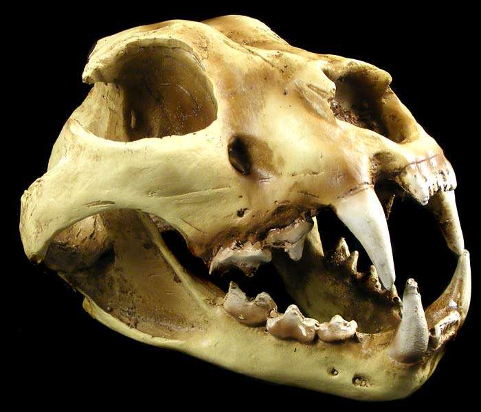 Full Size Snow Leopard Skull Replica - Handpainted Resin