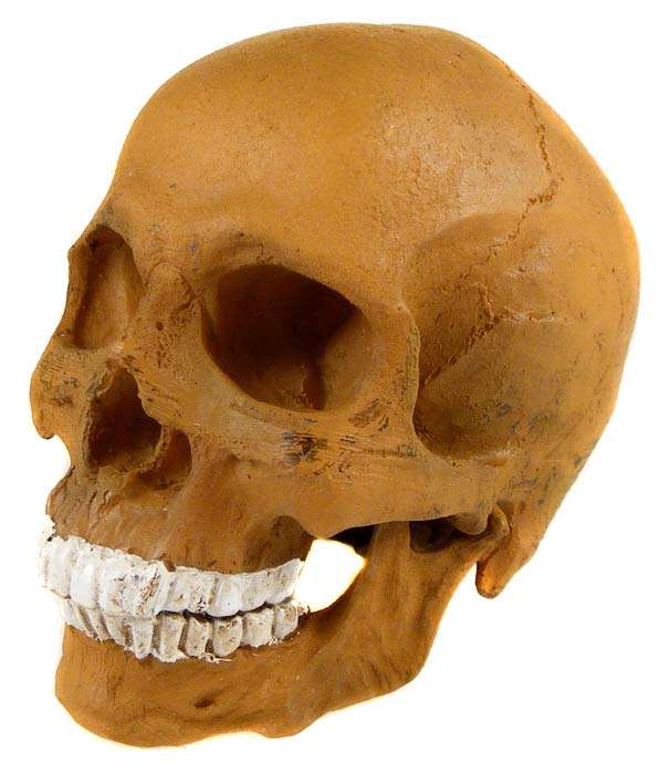 Awesome 1:4 Ancient Human Skull Replica - Very Realistic - Handpainted Resin