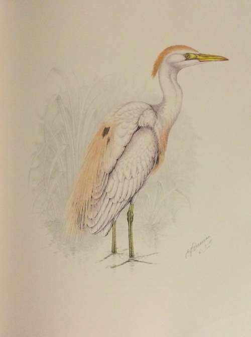 The Bird Paintings of C.G. Finch-Davies. De Luxe Edition