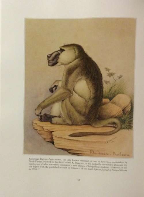 The Bird Paintings of C.G. Finch-Davies. De Luxe Edition