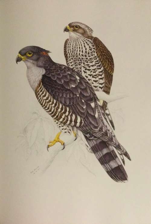 The Bird Paintings of C.G. Finch-Davies. De Luxe Edition