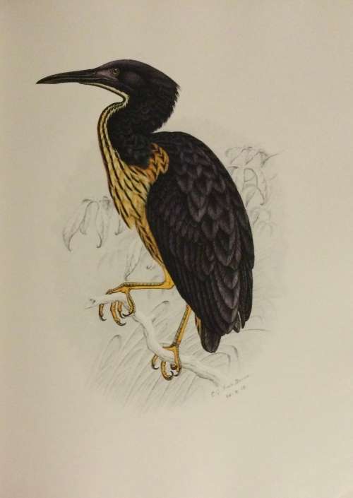 The Bird Paintings of C.G. Finch-Davies. De Luxe Edition