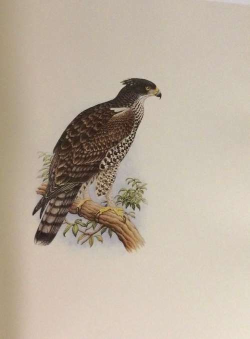 The Bird Paintings of C.G. Finch-Davies. De Luxe Edition