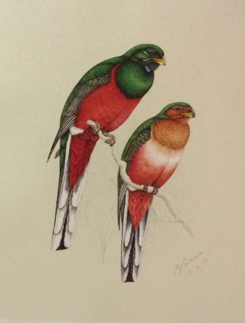 The Bird Paintings of C.G. Finch-Davies. De Luxe Edition
