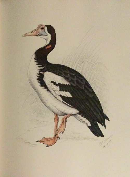 The Bird Paintings of C.G. Finch-Davies. De Luxe Edition