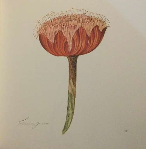 The Flora Capensis. Date: c.1978. Brenthurst Press.