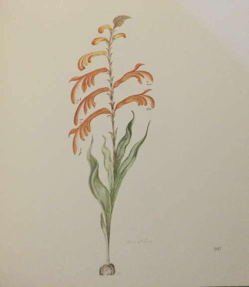 The Flora Capensis. Date: c.1978. Brenthurst Press.
