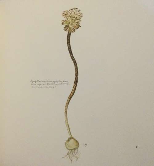 The Flora Capensis. Date: c.1978. Brenthurst Press.