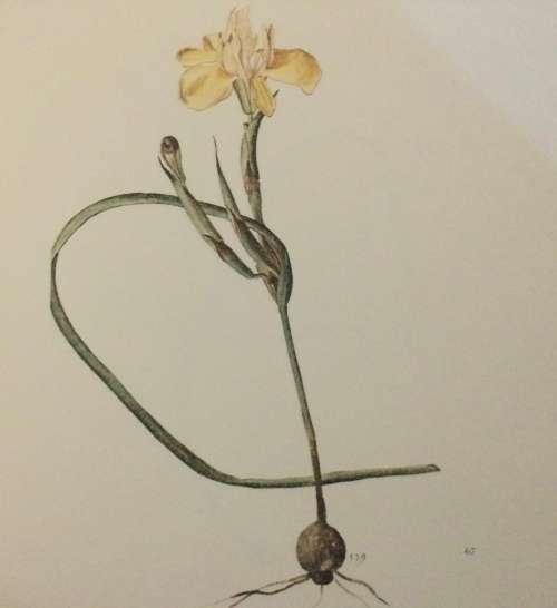 The Flora Capensis. Date: c.1978. Brenthurst Press.