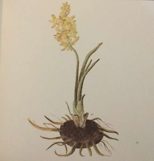 The Flora Capensis. Date: c.1978. Brenthurst Press.