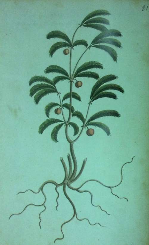 Simon van der Stels Journey to Namaqualand in 1685. Limited edition