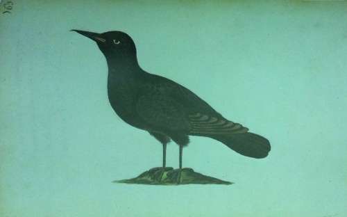 Simon van der Stels Journey to Namaqualand in 1685. Limited edition