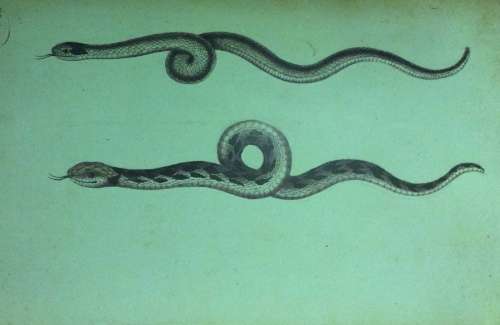 Simon van der Stels Journey to Namaqualand in 1685. Limited edition