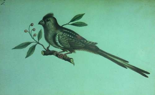 Simon van der Stels Journey to Namaqualand in 1685. Limited edition