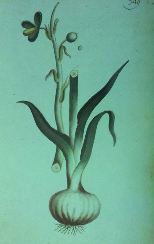 Simon van der Stels Journey to Namaqualand in 1685. Limited edition